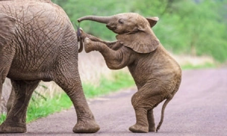 Quando os bebês elefantes nascem, eles pesam cerca de 91 quilos. Isso é tanto quanto um grande humano adulto.