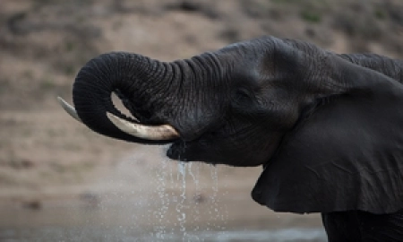 Um elefante pode sugar até dois galões de água em sua tromba por vez. Em seguida, coloca a tromba na boca e sopra. A água desce direto pela garganta.